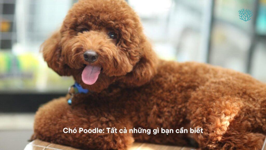 Cho Poodle 1