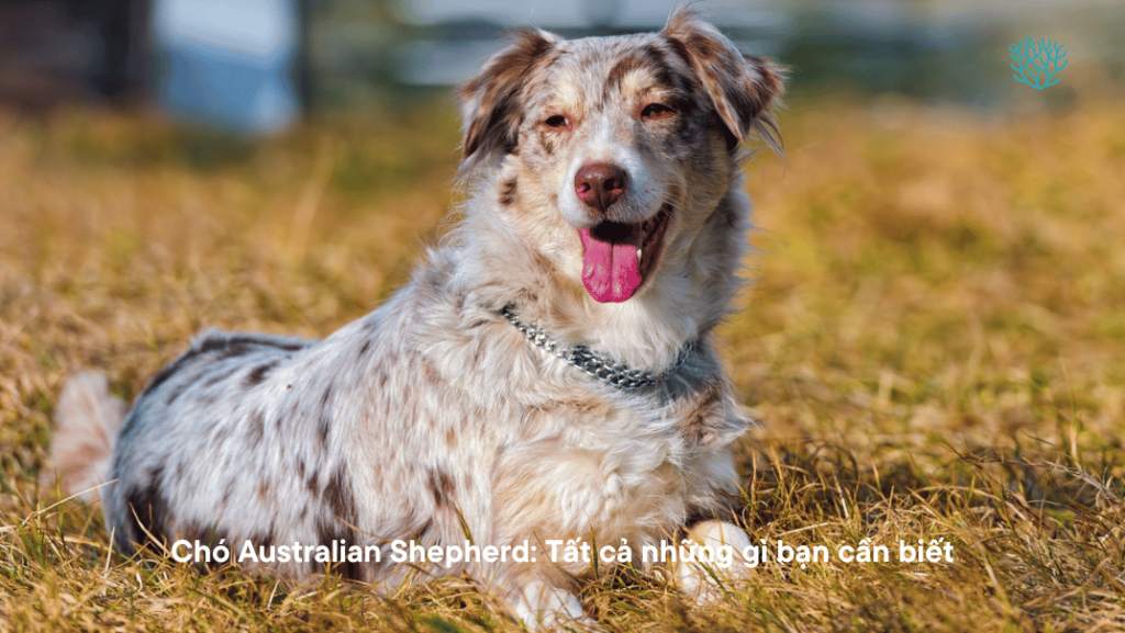 Cho Australian Shepherd