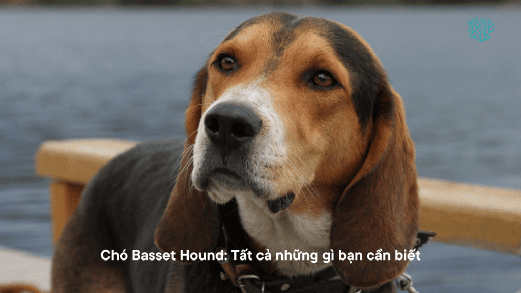 Cho Basset Hound