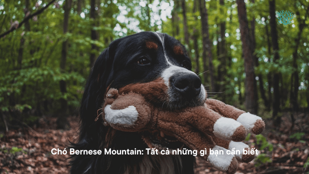 Cho Bernese Mountain