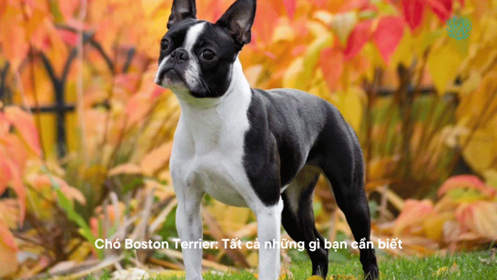 Cho Boston Terrier