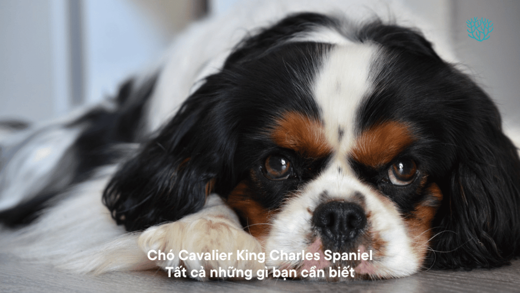 Cho Cavalier King Charles Spaniel