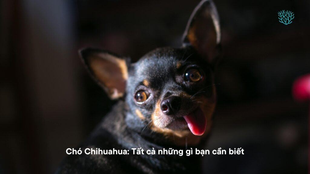 Cho Chihuahua 10