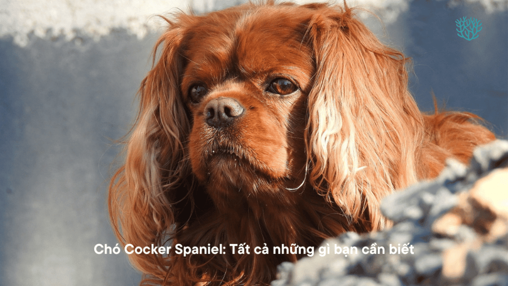 Cho Cocker Spaniel