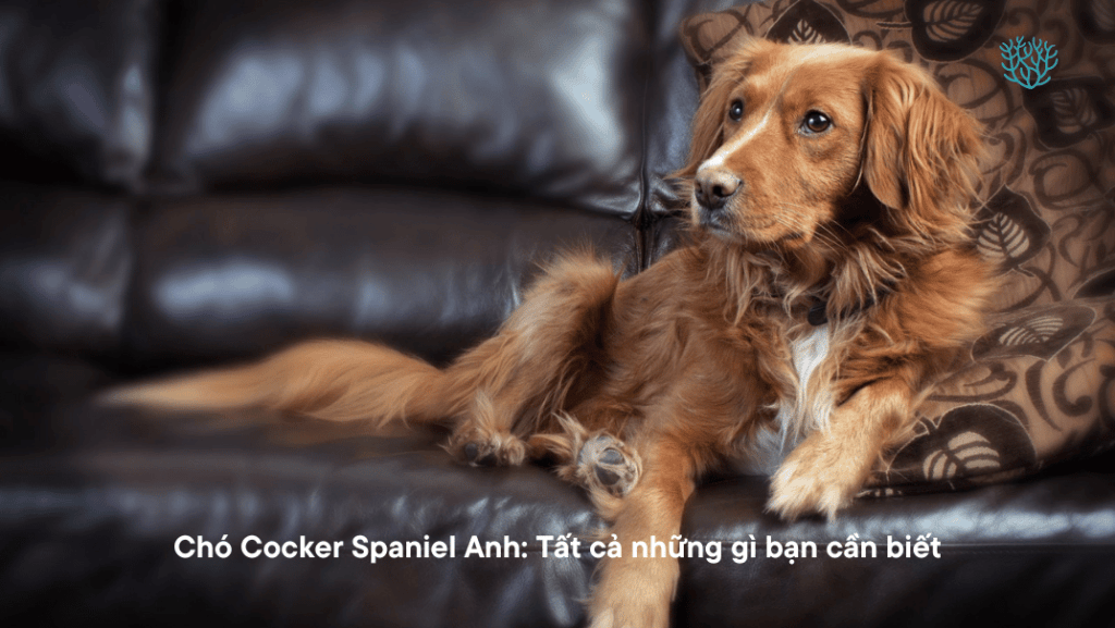 Cho Cocker Spaniel Anh