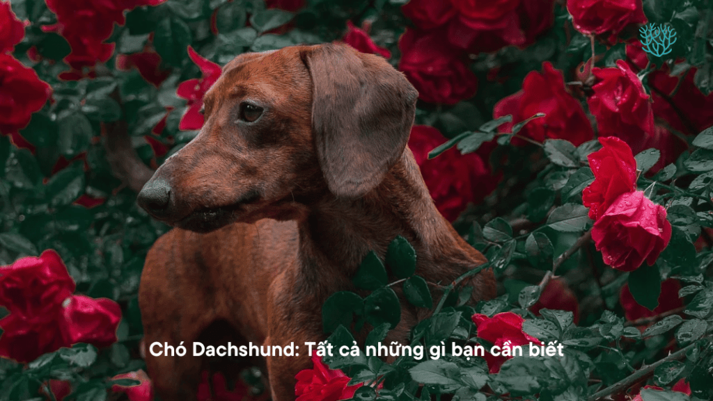 Cho Dachshund