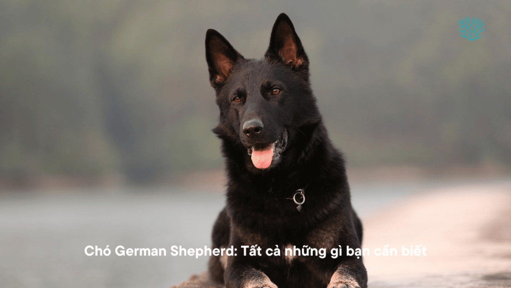 Cho German Shepherd