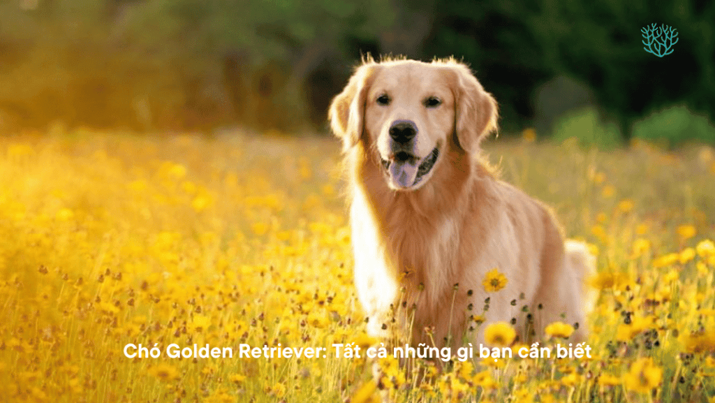 Cho Golden Retriever