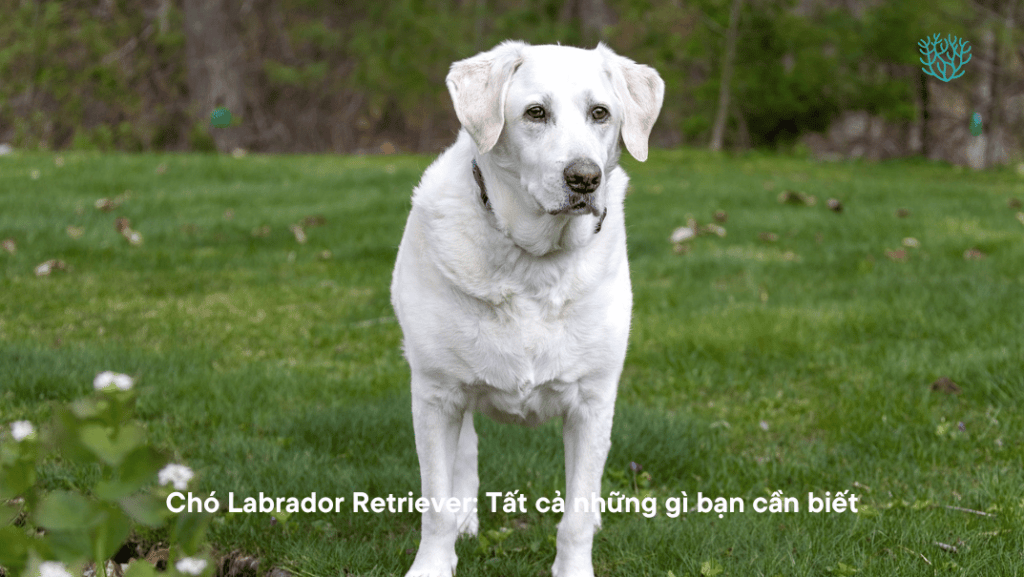 Cho Labrador Retriever