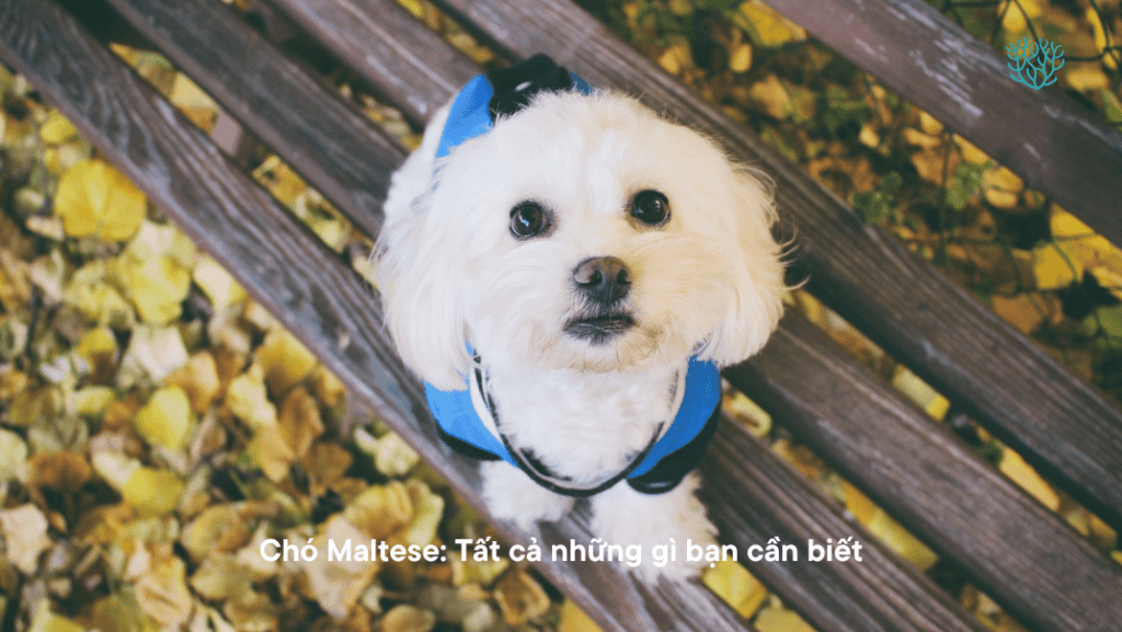 Cho Maltese