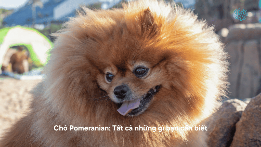 Cho Pomeranian