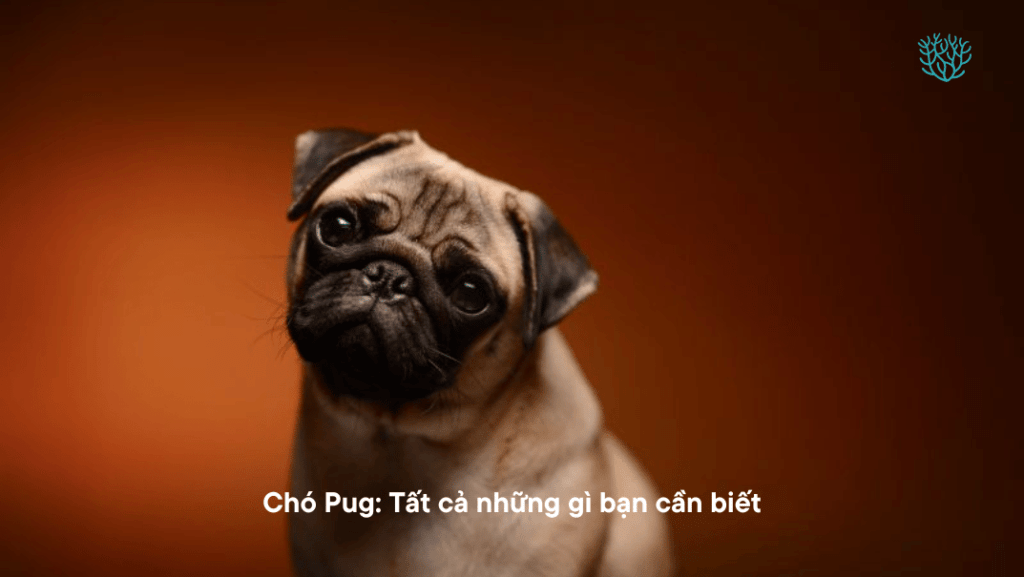 Cho Pug