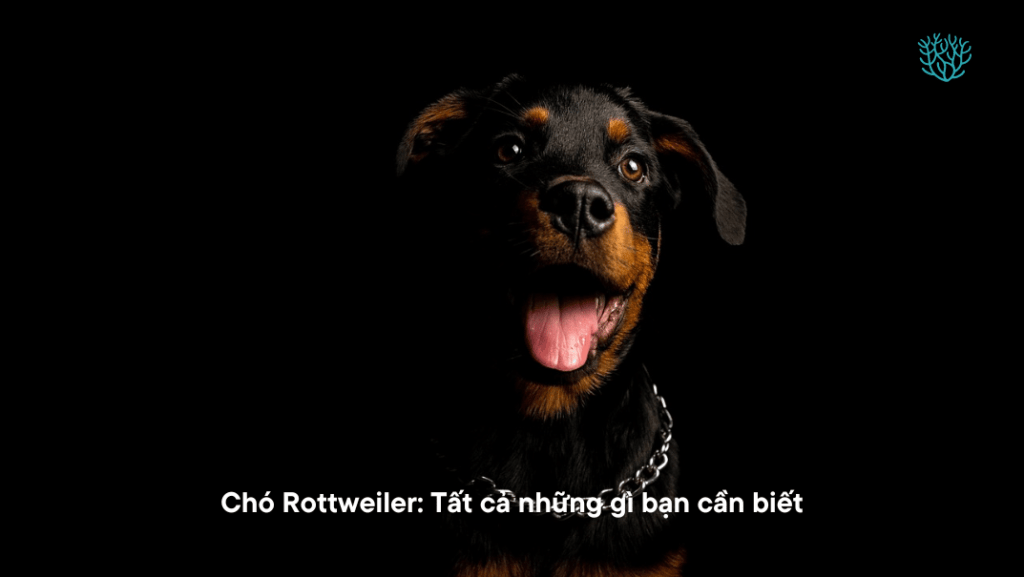 Cho Rottweiler