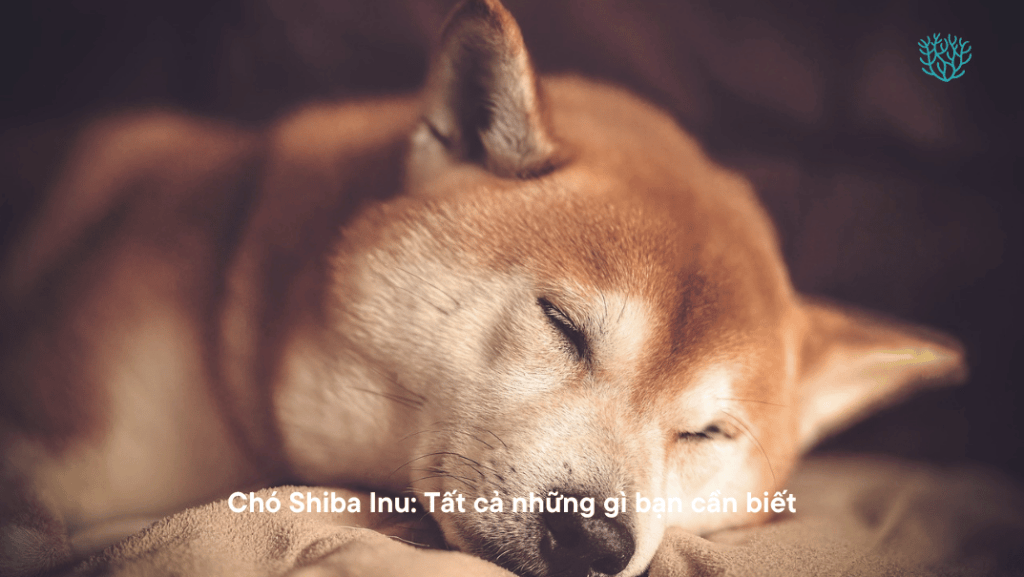 Cho Shiba Inu