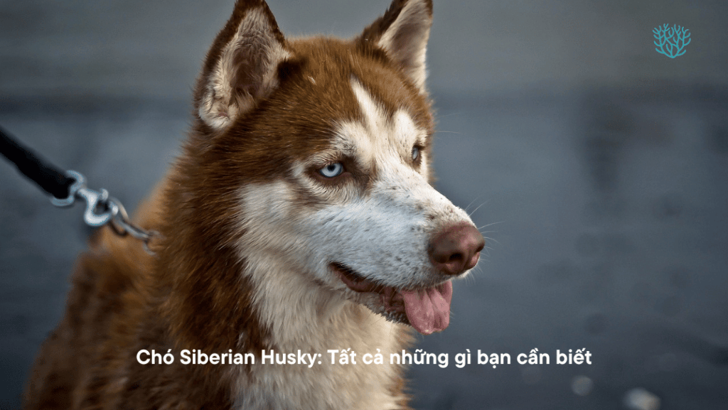 Cho Siberian Husky