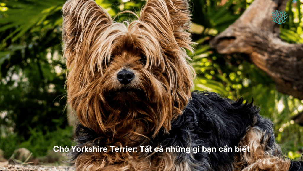 Cho Yorkshire Terrier