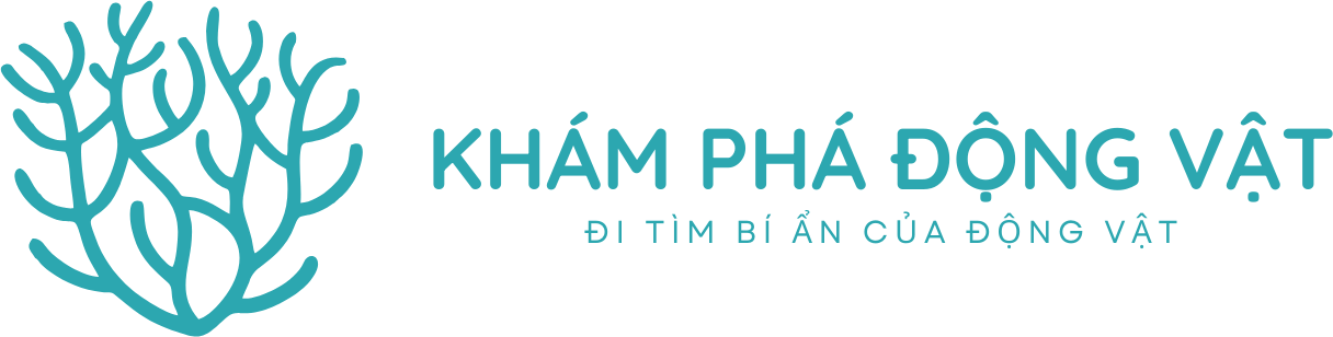 Khám Phá Động Vật