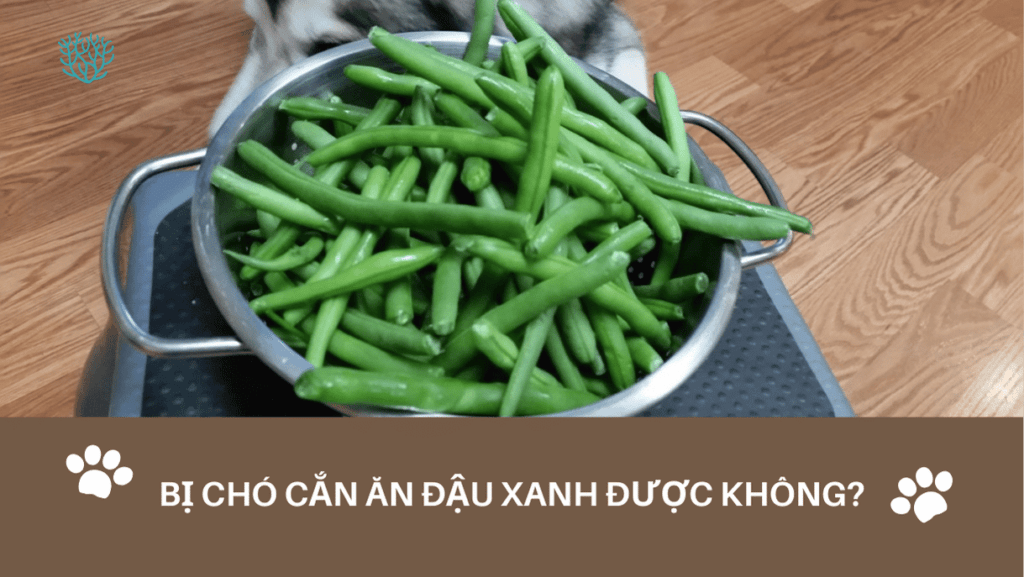 Bi Cho Can An Dau Xanh Duoc Khong