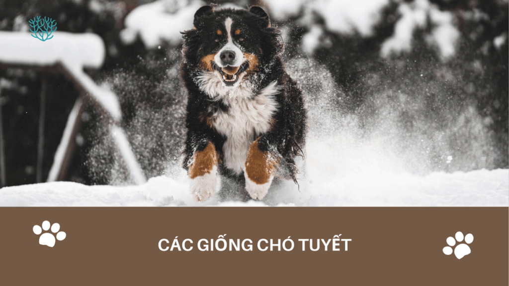 Cac Giong Cho Tuyet