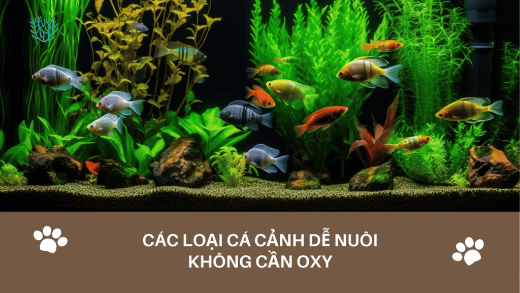 Cac Loai Ca Canh De Nuoi Khong Can Oxy