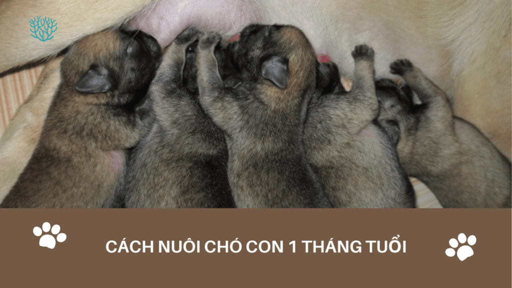 Cach Nuoi Cho Con 1 Thang Tuoi