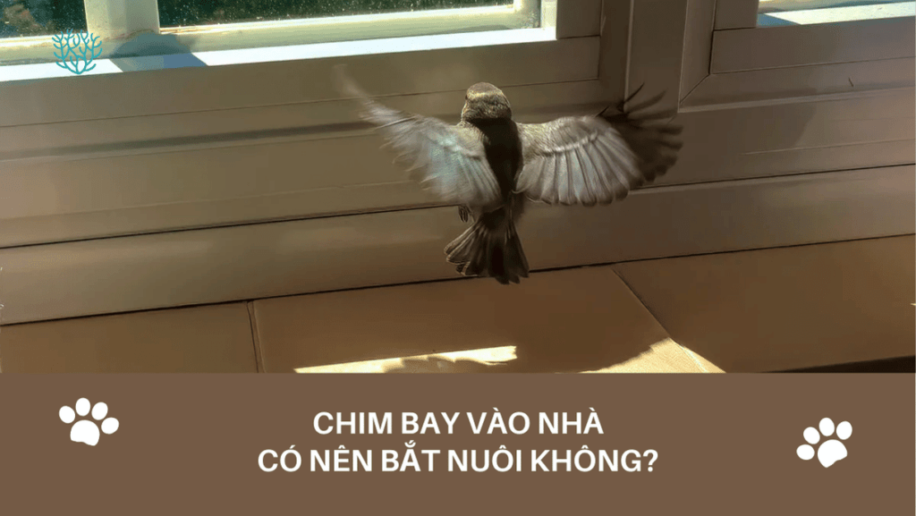 Chim Bay Vao Nha Co Nen Bat Nuoi Khong