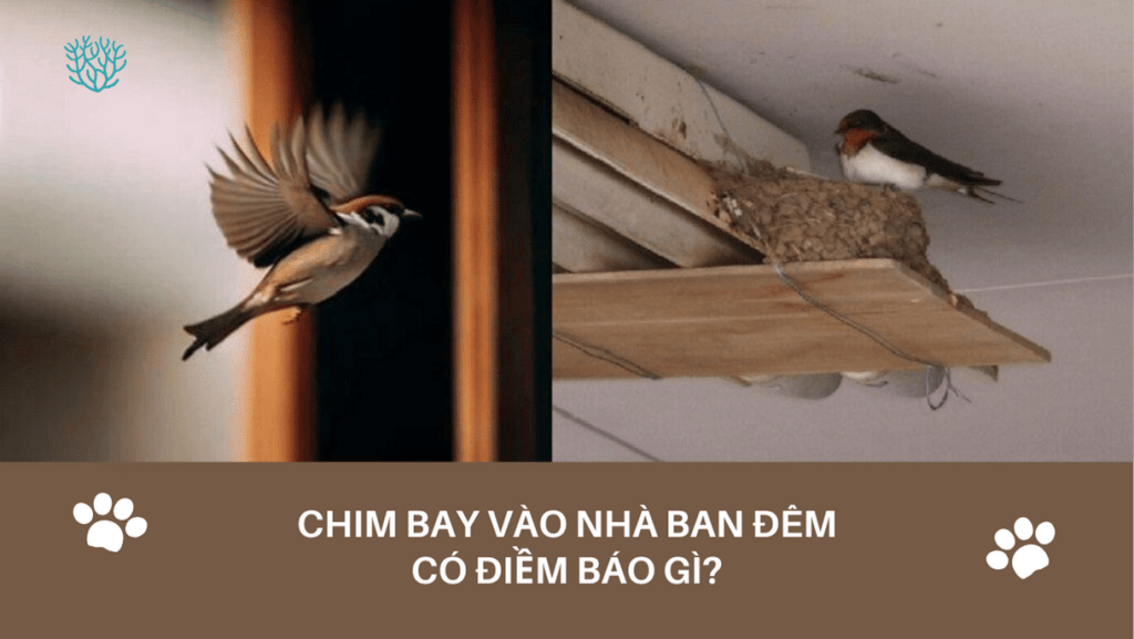 Chim Bay Vao Nha Vao Ban Dem