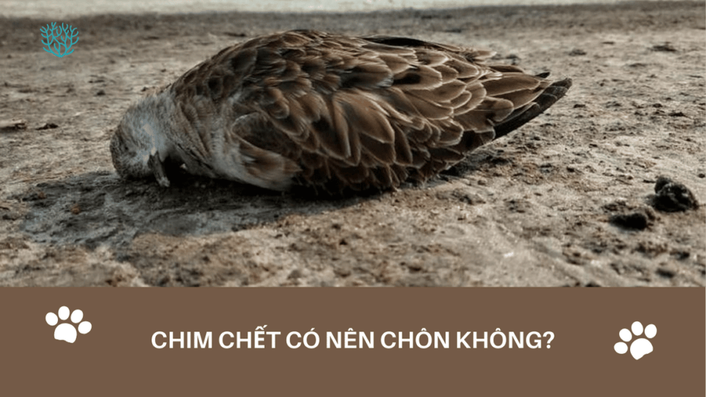 Chim Chet Co Nen Chon Khong