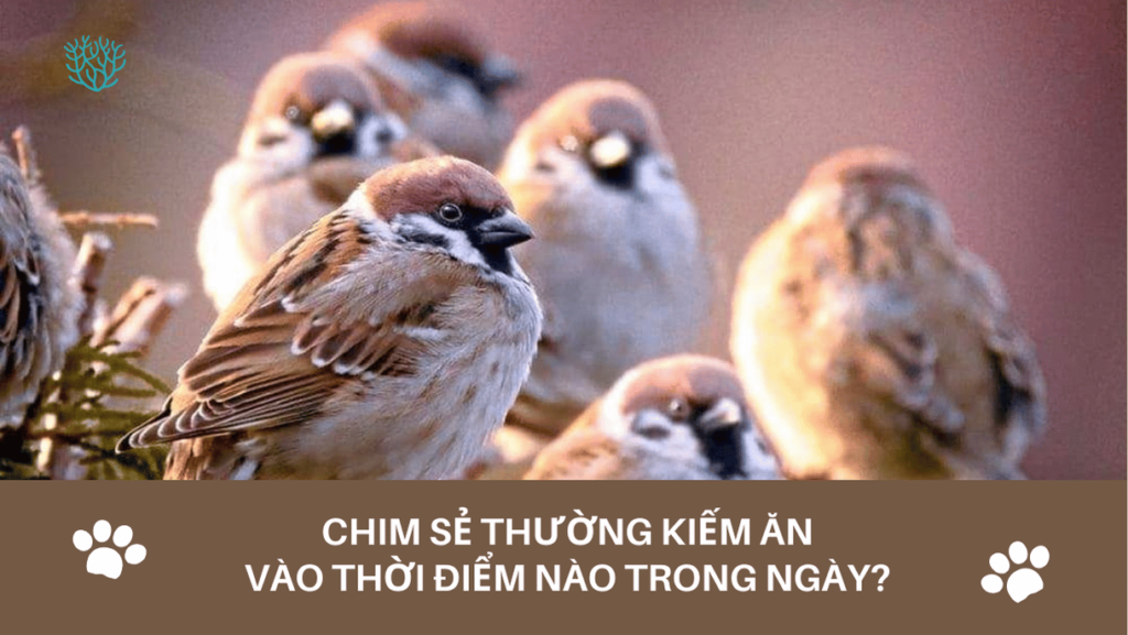 Chim Se Kiem An Vao Luc Nao