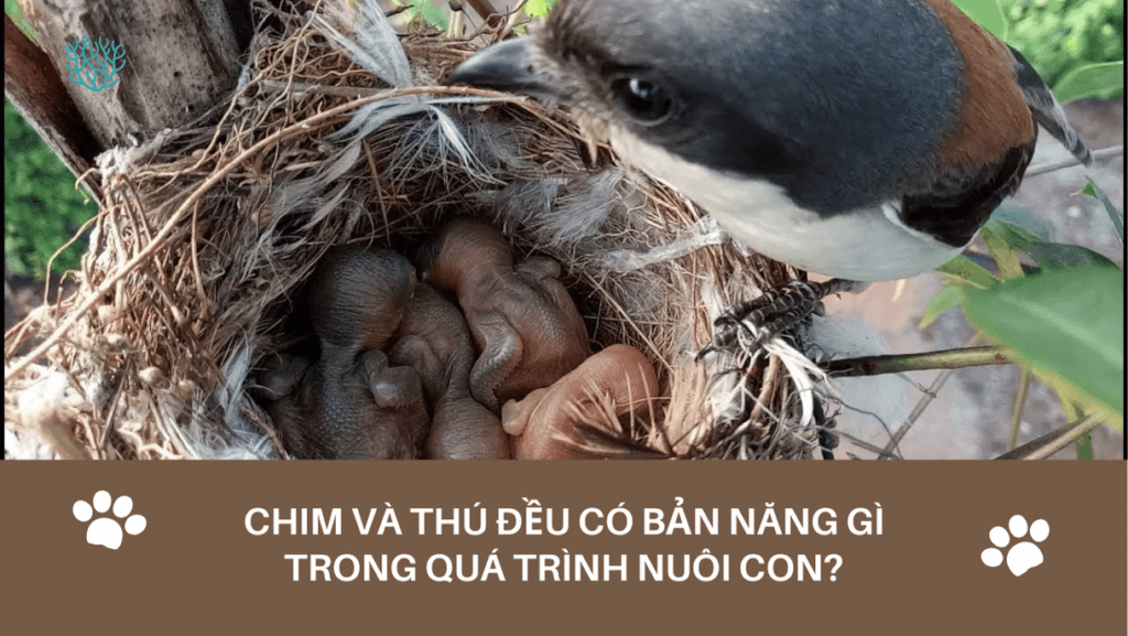 Chim Va Thu Deu Co Ban Nang Gi Trong Qua Trinh Nuoi Con