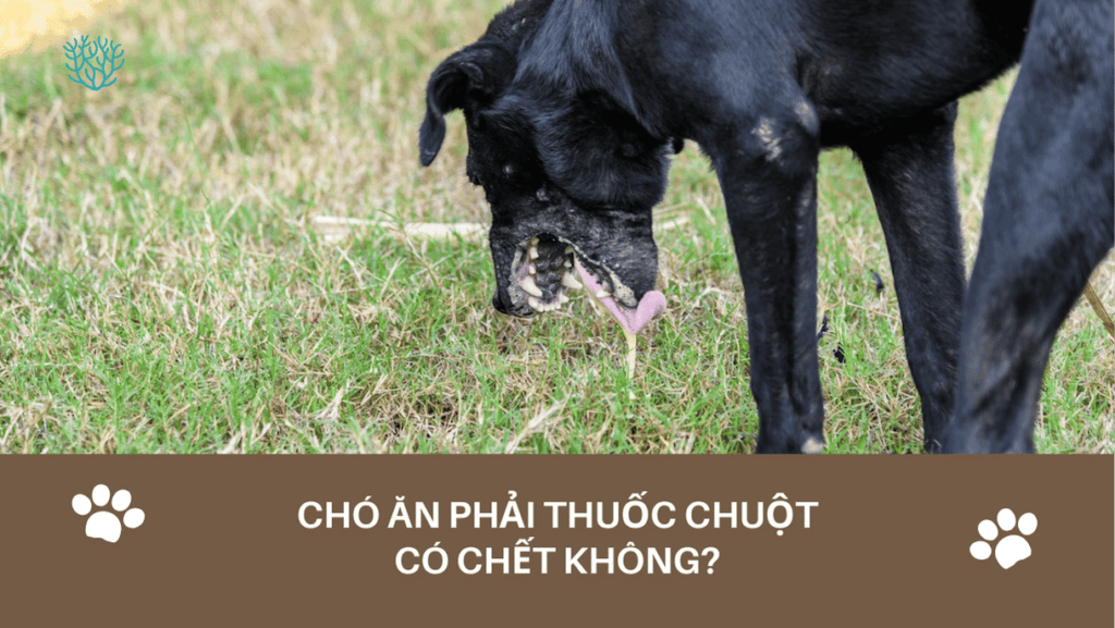 Cho An Phai Thuoc Chuot Co Chet Khong