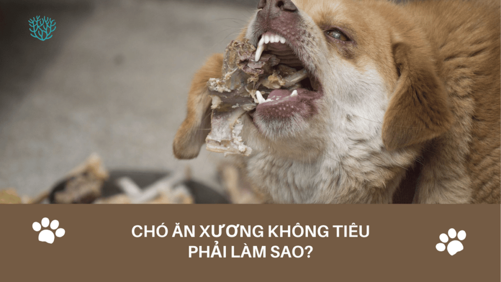 Cho An Xuong Khong Tieu Phai Lam Sao