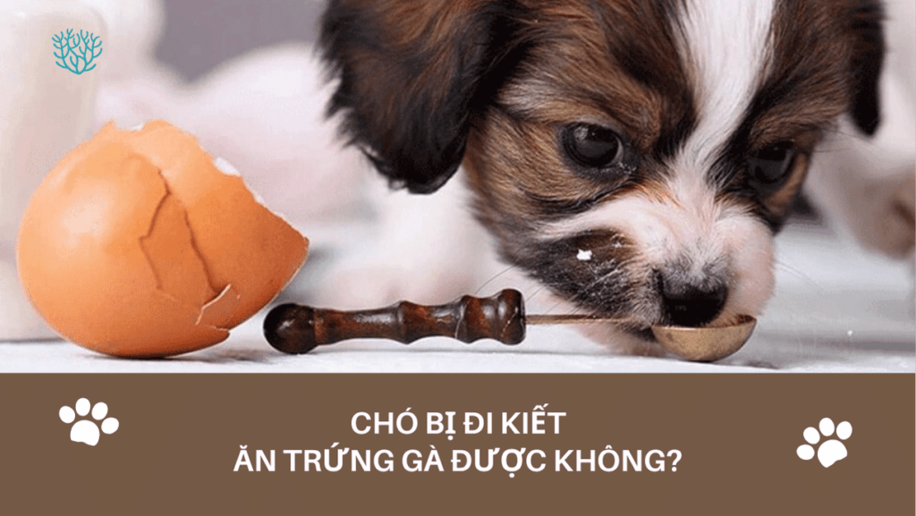 Cho Bi Di Kiet An Trung Ga Duoc Khong