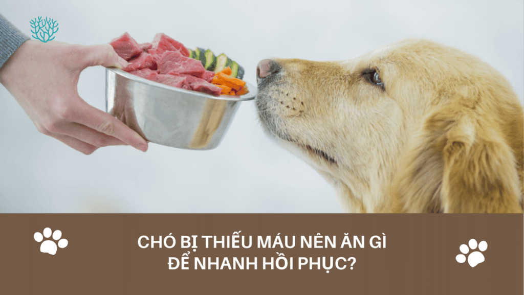 Cho Bi Thieu Mau An Gi