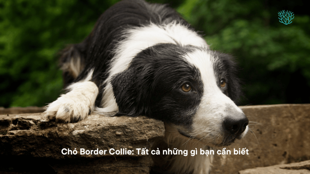 Cho Border Collie