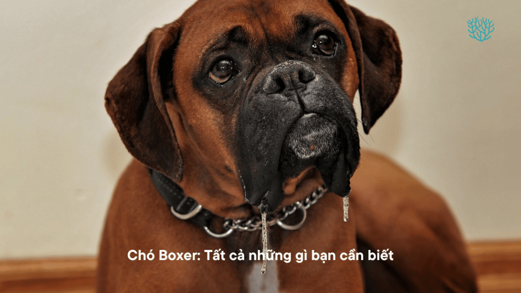 Cho Boxer