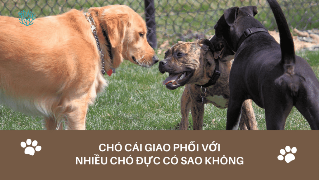 Cho Cai Giao Phoi Voi Nhieu Cho Duc Co Sao Khong