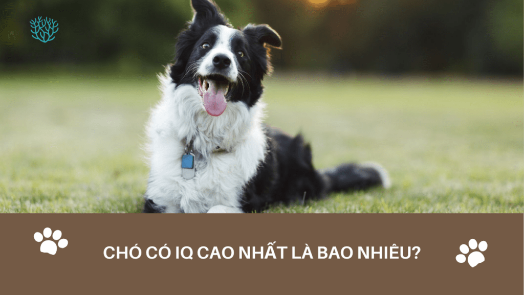 Cho Co Iq Cao Nhat La Bao Nhieu