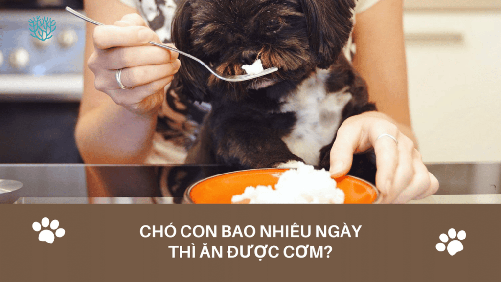 Cho Con Bao Nhieu Ngay Thi An Duoc Com