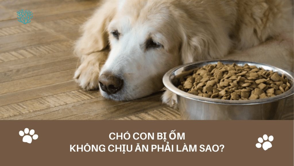 Cho Con Bi Om Khong Chiu An Phai Lam Sao