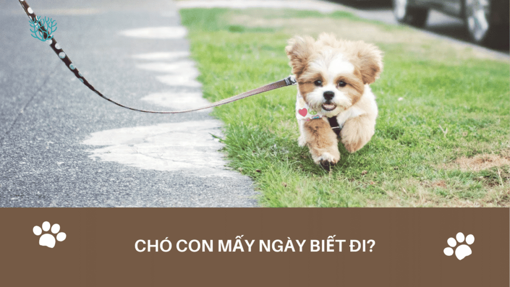 Cho Con May Ngay Biet Di