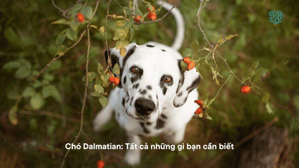 Cho Dalmatian