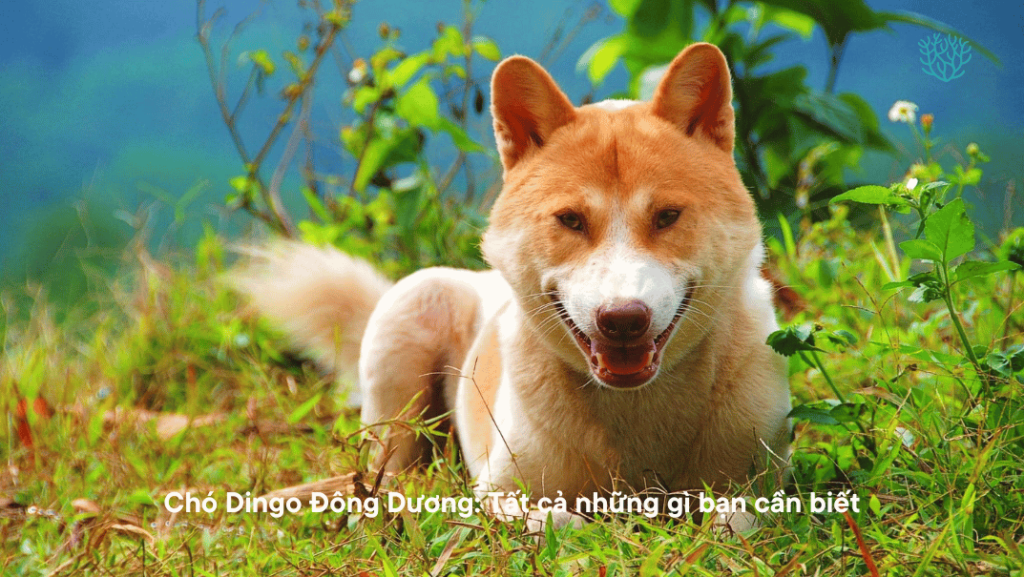 Cho Dingo Dong Duong