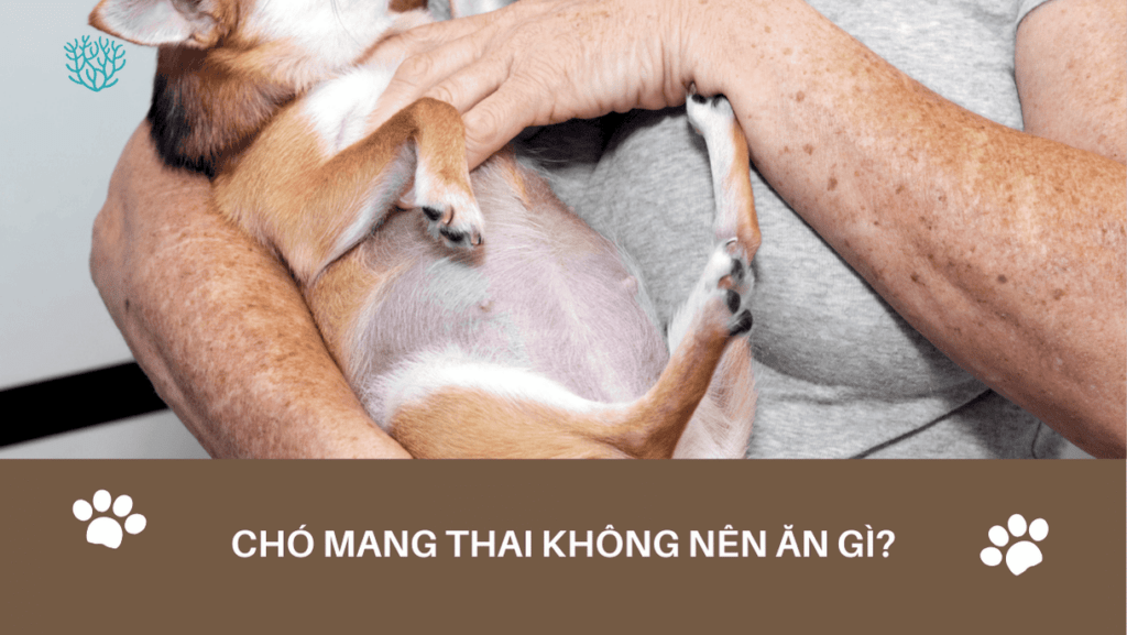 Cho Mang Thai Khong Nen An Gi