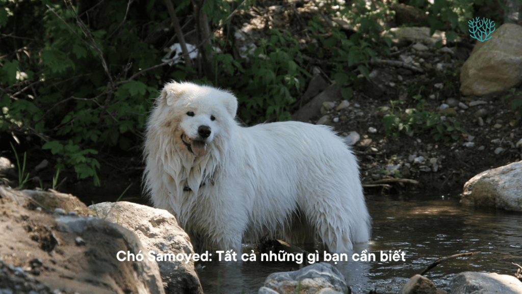 Cho Samoyed