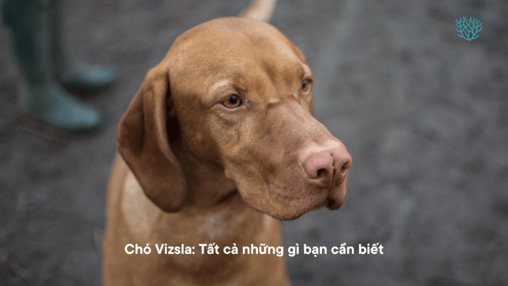 Cho Vizsla