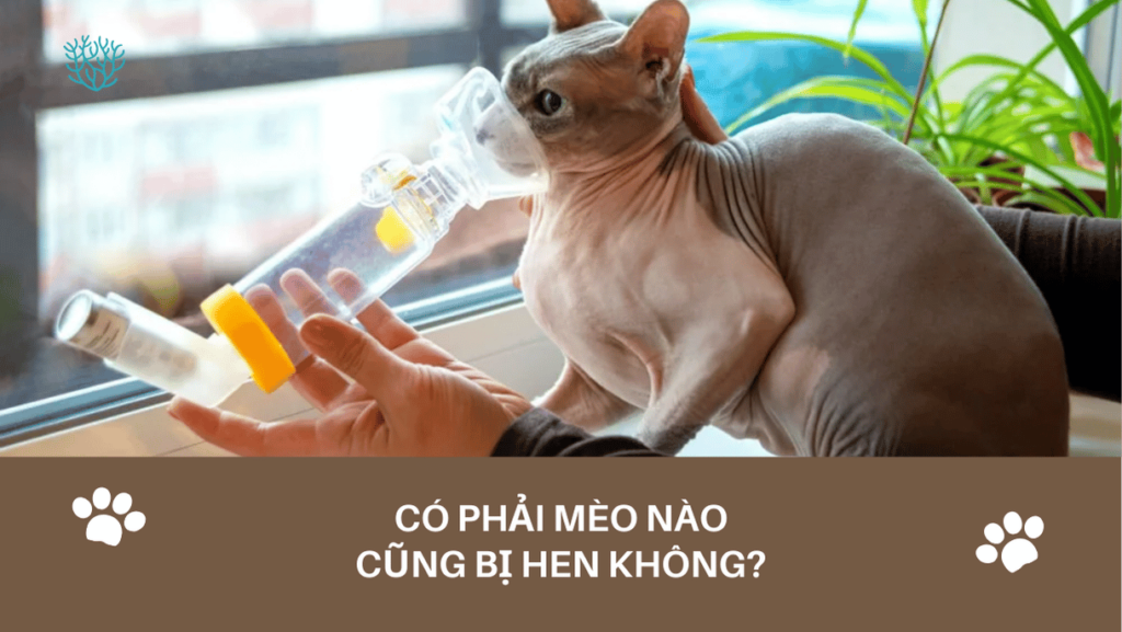 Co Phai Meo Nao Cung Bi Hen Khong