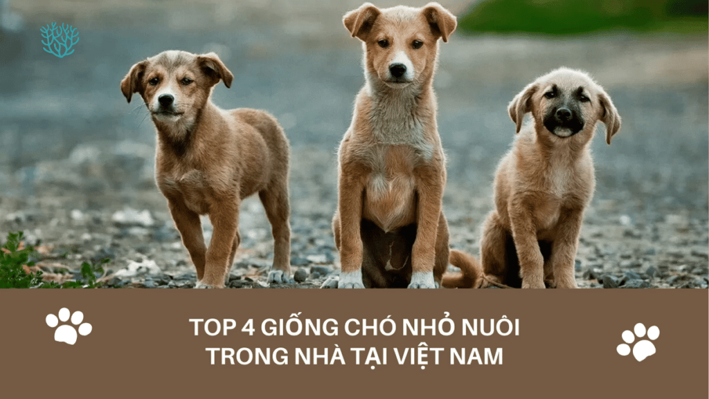 Giong Cho Nho Nuoi Trong Nha