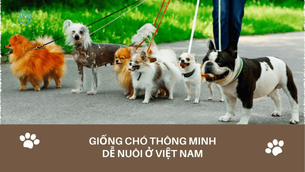 Giong Cho Thong Minh De Nuoi O Viet Nam