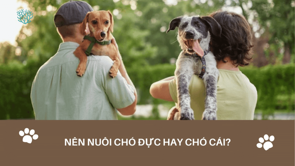 Nen Nuoi Cho Duc Hay Cho Cai